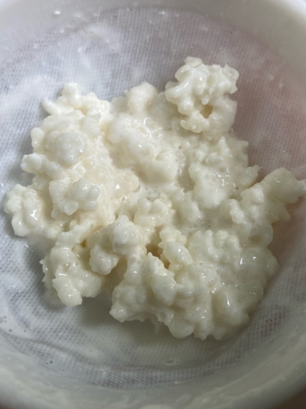 Organic Live Probiotic Milk Kefir Grains Start For Homemade Kefir Shipped Fresh